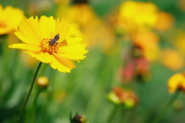 Hermosas flores amarillas —  Fotos de Stock