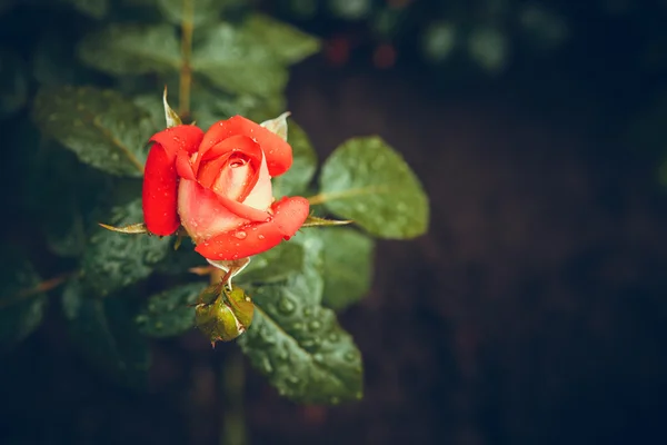 Piękny pąk róży po deszczu — Zdjęcie stockowe