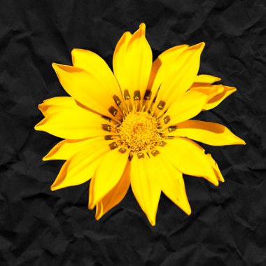 siyah bir arka plan sarı çiçek