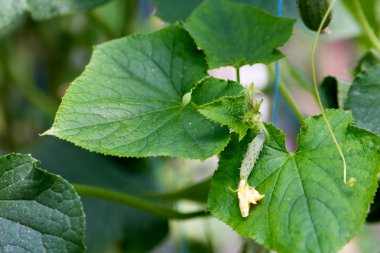 litte çiçekli salatalık