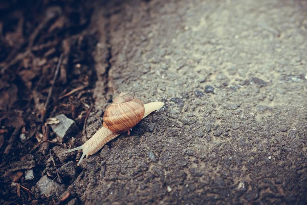 Siput merangkak di jalan — Stok Foto