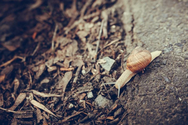 Snail crawling on the road — Stock Photo, Image