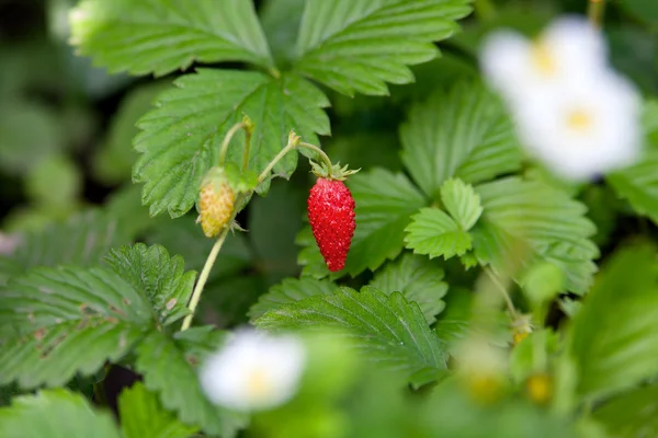 Frutti di fragola sul ramo — Foto Stock