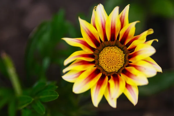 Amarelo Gazania flor macro foto — Fotografia de Stock