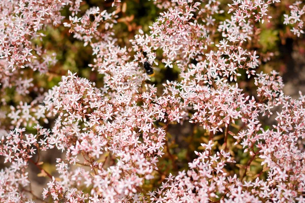 Glade of pink flowers — Stock Photo, Image