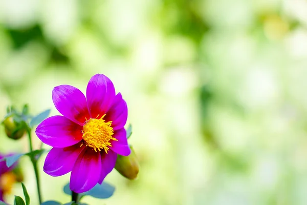 夏天花园里的花 — 图库照片