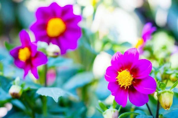 Flowers in summer garden — Stock Photo, Image