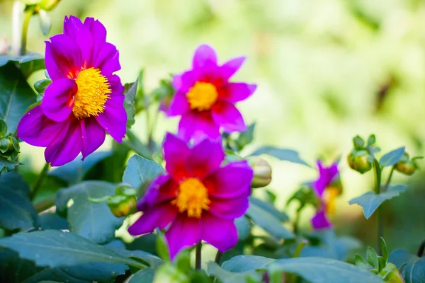 Flowers in summer garden — Stock Photo, Image