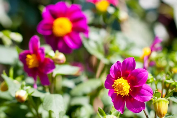 Flowers in summer garden — Stock Photo, Image