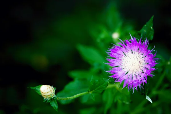 Fondo rosa flor y hierba — Foto de Stock