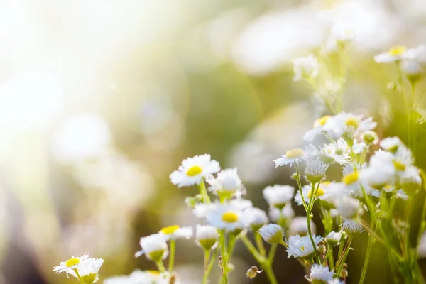 Fresh chamomile, spring background. — Stock Photo, Image
