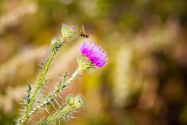 Fondo de flores rosadas — Foto de Stock