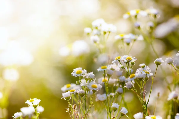 Fresh chamomile, spring background. — Stock Photo, Image