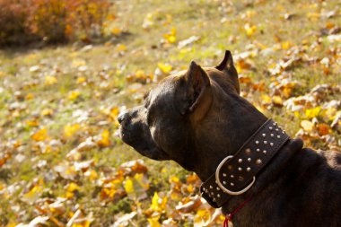 Bir köpeğin portresi.