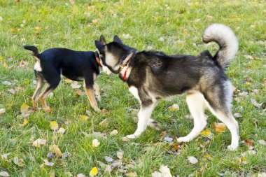 Sibirya husky güzel köpek yavrusu