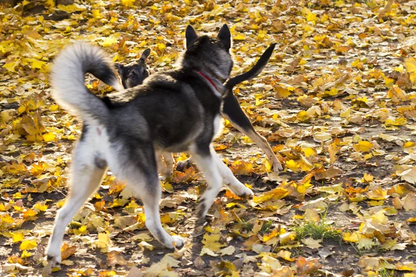 西伯利亚哈士奇的美丽小狗 — 图库照片