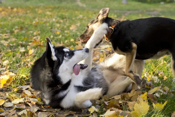 Sibirya husky güzel köpek yavrusu — Stok fotoğraf