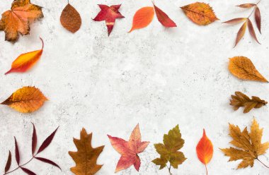 Gri taşın üzerinde çeşitli canlı ve kurumuş sonbahar yaprakları ve bir sürü kopya alanı olan arka plan sınırına düş. Üst görünüm.