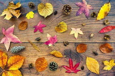 Koyu meşe ağacının üzerine çeşitli kurumuş yapraklar serpiştirilmiş. Üst Manzara. Düz Yatay.