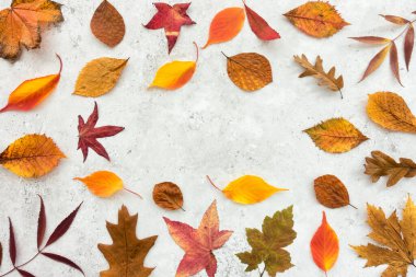 Sonbahar, arka planda kırmızı, turuncu, kahverengi ve sarı renkli renkli doğal yapraklarla fotokopi çekilir. Üst Manzara. Düz Yatay.