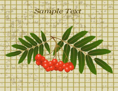 rowan ve yaprakları