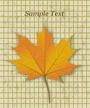 Sarı akçaağaç yaprağı