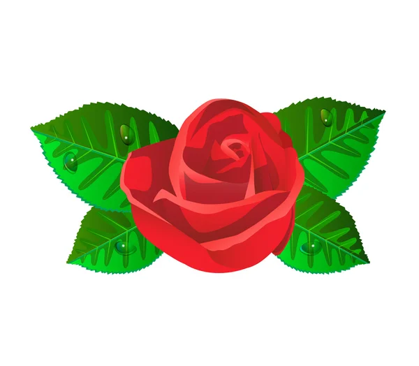 Rosa roja con hojas verdes brillantes — Archivo Imágenes Vectoriales