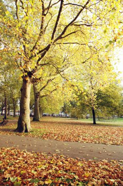 Londra sonbahar renkleri