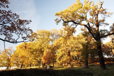 Londra Tortum, richmond park