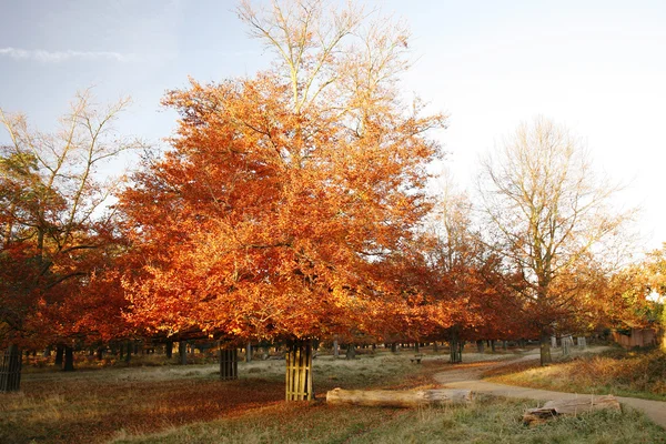 London Autum, Richmond Park — Stock Photo, Image