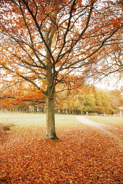 London Autum, Richmond Park — Stock Photo, Image