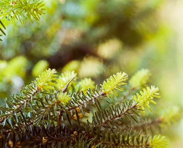 Spruce tree branches — Stock Photo, Image