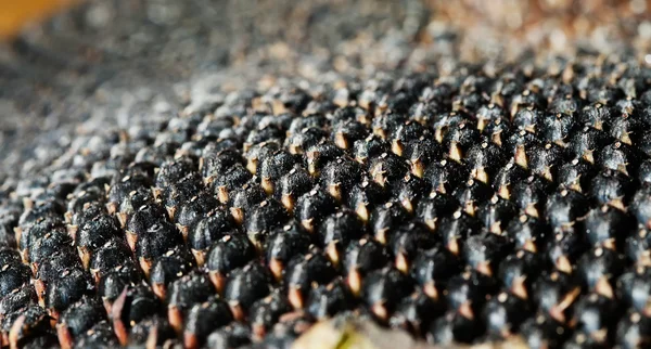 Girassol com sementes de perto — Fotografia de Stock