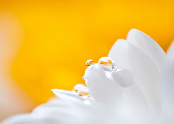 Mums flowers colorful macro background — Stock Photo, Image