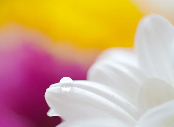 Mamme fiori colorato macro sfondo — Foto Stock