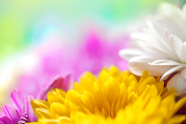 Mums flowers colorful macro background — Stock Photo, Image