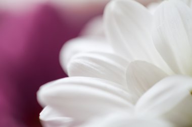 Anneler çiçek renkli makro arka plan