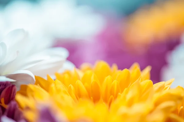 Mums flowers colorful macro background — Stock Photo, Image