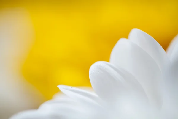 Mums flowers colorful macro background — Stock Photo, Image