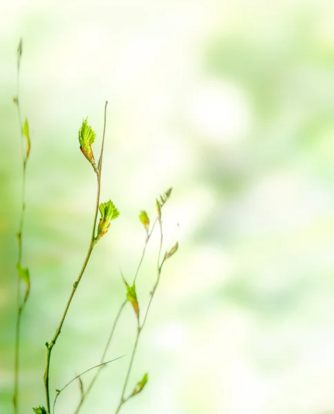 Tle natura wiosna zielony z pąkami — Zdjęcie stockowe