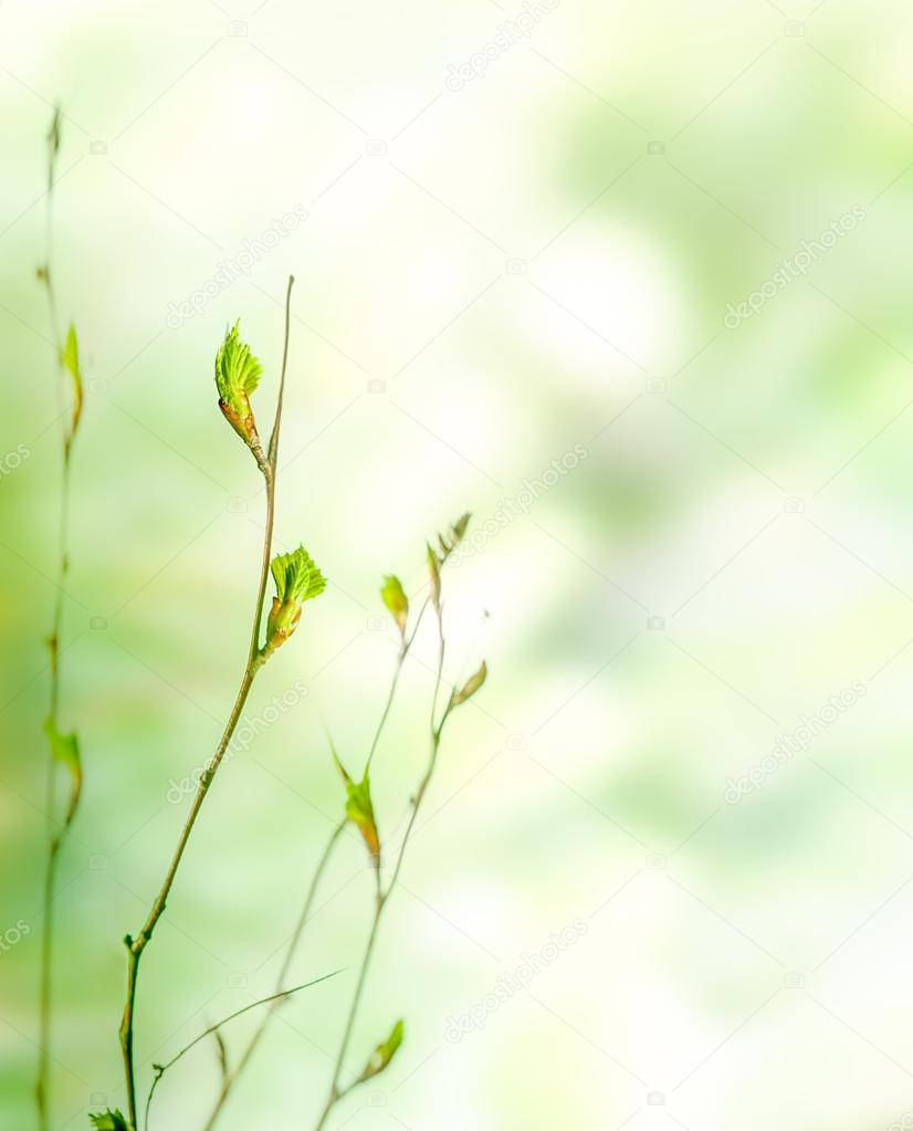 Green spring nature background with buds