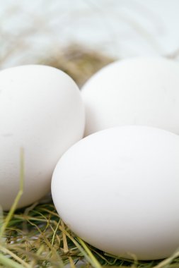 saman içinde beyaz yumurta