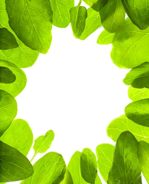 Zielone liście na białym tle rama tło — Zdjęcie stockowe