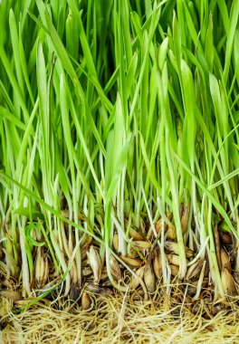 Taze yeşil çimen arka planı