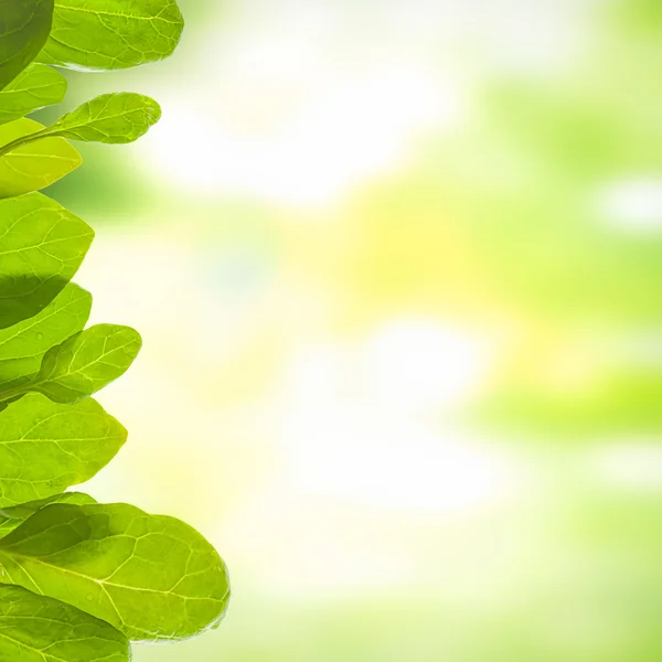 Green background with leafs — Stock Photo, Image