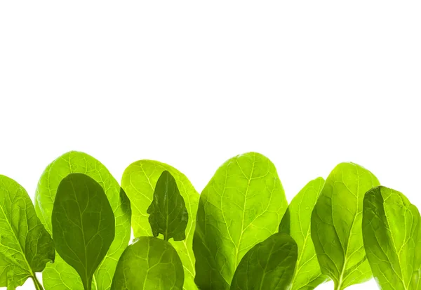 Green leafs isolated background — Stock Photo, Image