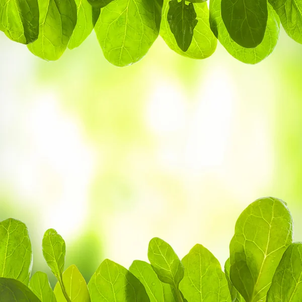 Green background with leafs — Stock Photo, Image