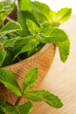 Taze nane yaprakları