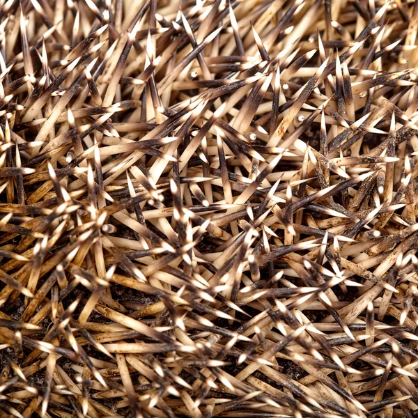 Hedgehog pele agulhas textura — Fotografia de Stock