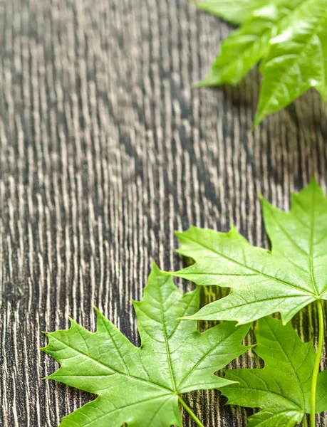 Wooden background with leaves frame — Stock Photo, Image